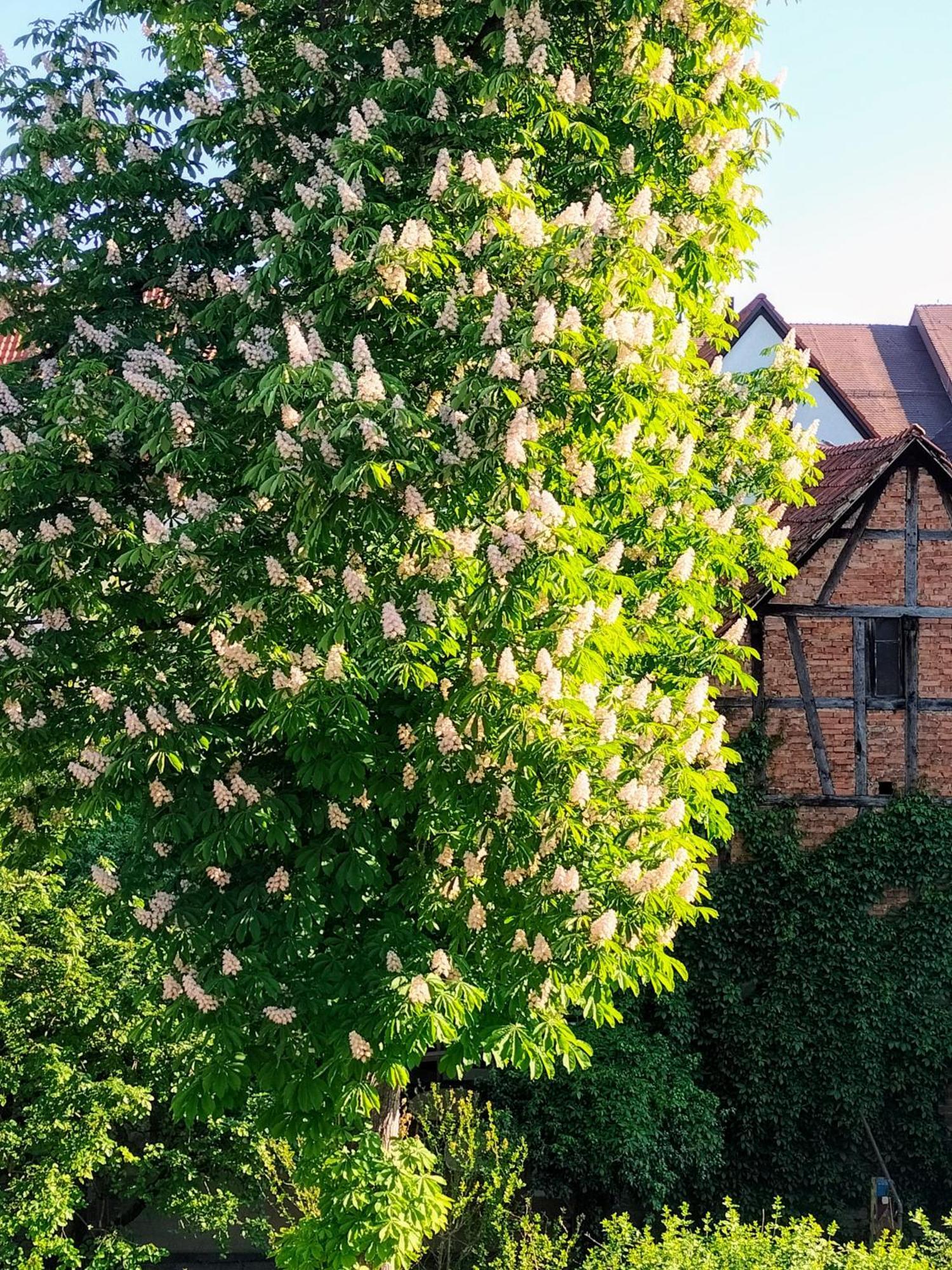 Alte Stadtmauer - Apartment Sinsheim Esterno foto